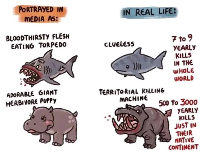It humorously contrasts the scary media portrayal of sharks and hippos with the reality that sharks rarely kill humans while hippos are actually extremely dangerous.