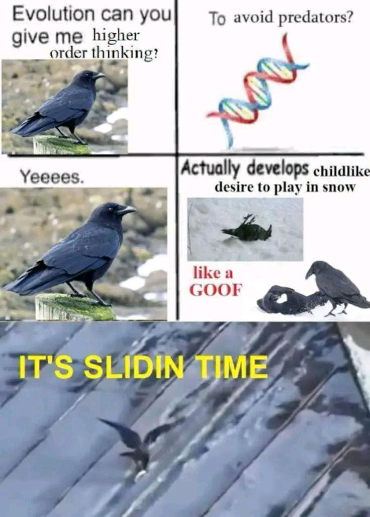 The meme humorously subverts expectations by showing evolution giving crows intelligence supposedly for survival, but they just use it to play and slide in snow like children.